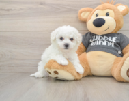 6 week old Havachon Puppy For Sale - Puppy Love PR