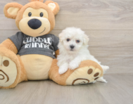 6 week old Havachon Puppy For Sale - Puppy Love PR