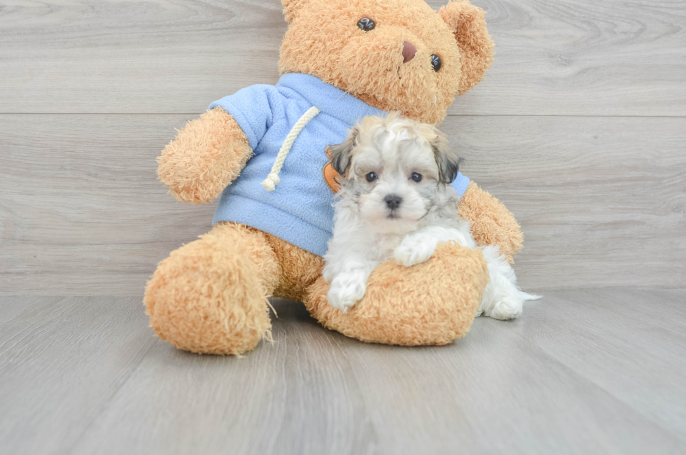 8 week old Havachon Puppy For Sale - Puppy Love PR