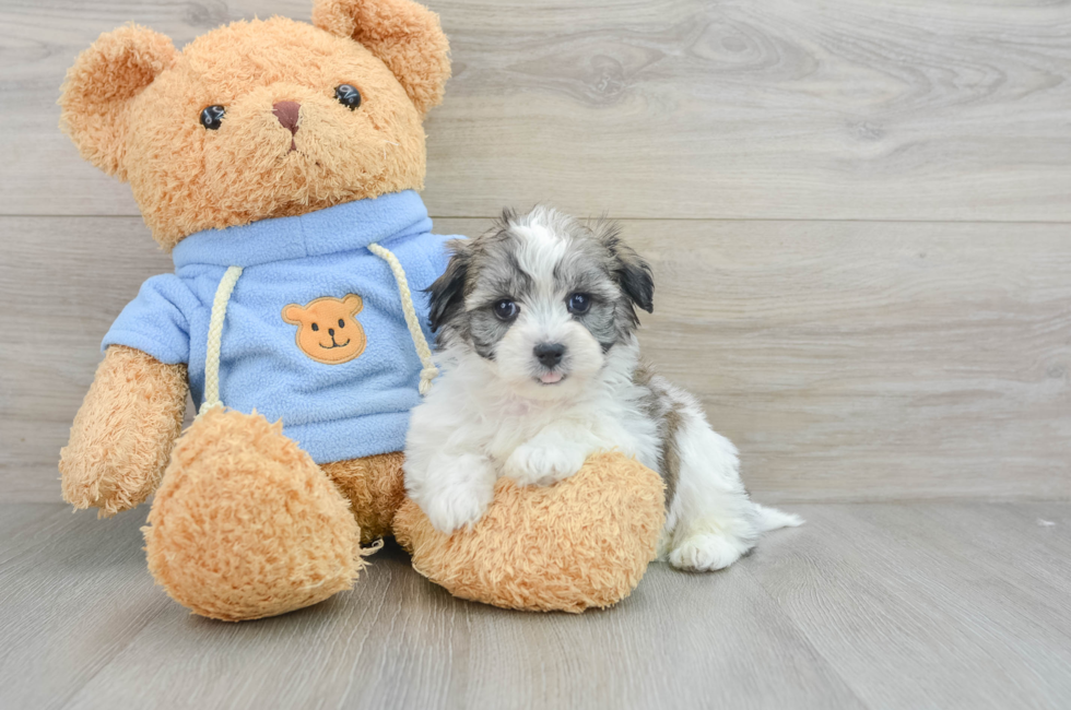 6 week old Havachon Puppy For Sale - Puppy Love PR