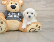 6 week old Havachon Puppy For Sale - Puppy Love PR