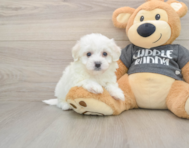 6 week old Havachon Puppy For Sale - Puppy Love PR