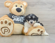 7 week old Havachon Puppy For Sale - Puppy Love PR