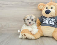7 week old Havachon Puppy For Sale - Puppy Love PR