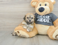 7 week old Havachon Puppy For Sale - Puppy Love PR