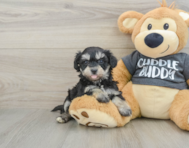 7 week old Havachon Puppy For Sale - Puppy Love PR