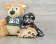 7 week old Havachon Puppy For Sale - Puppy Love PR