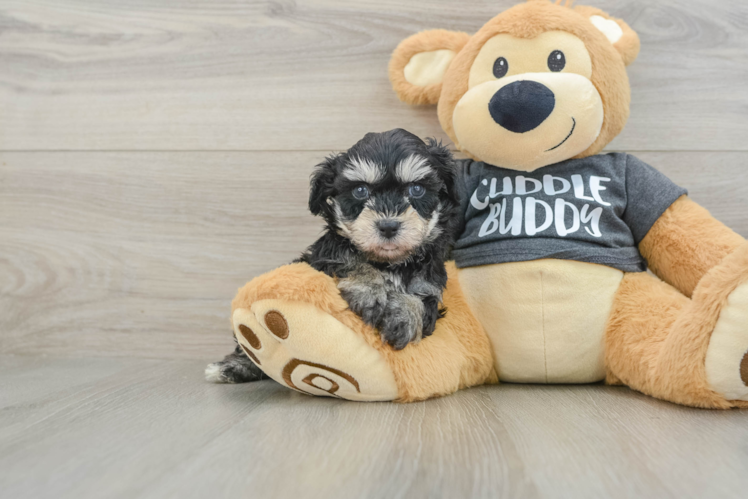 Energetic Havashon Designer Puppy