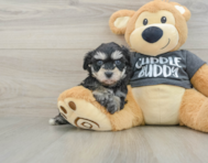 5 week old Havachon Puppy For Sale - Puppy Love PR