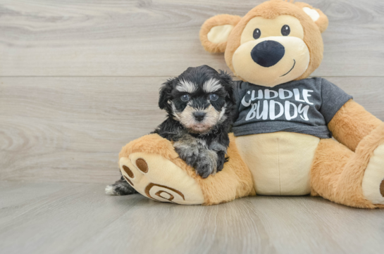 Energetic Havashon Designer Puppy