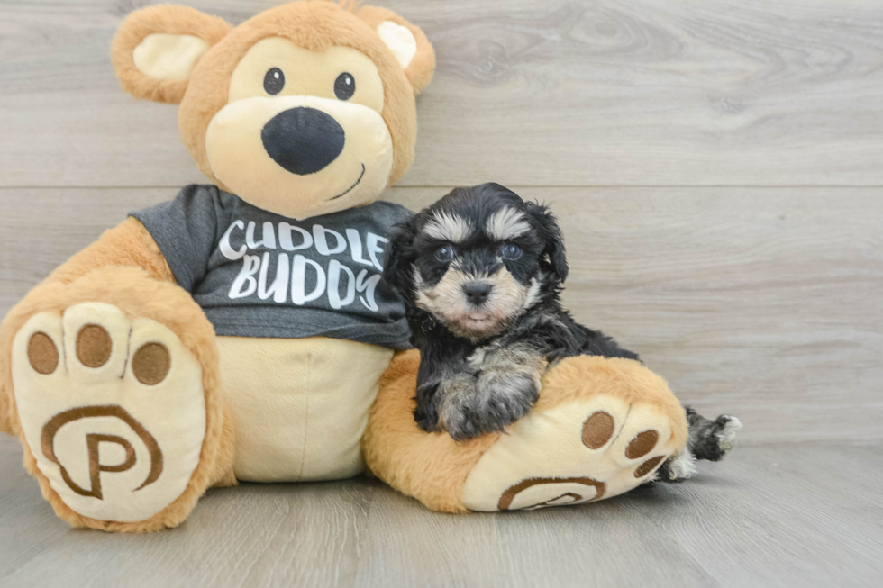 Adorable Havashon Designer Puppy