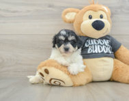 7 week old Havachon Puppy For Sale - Puppy Love PR