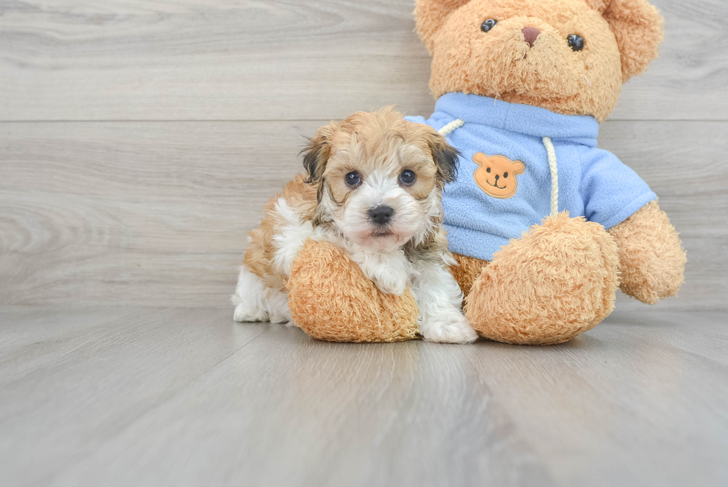 Little Havanese Designer Puppy