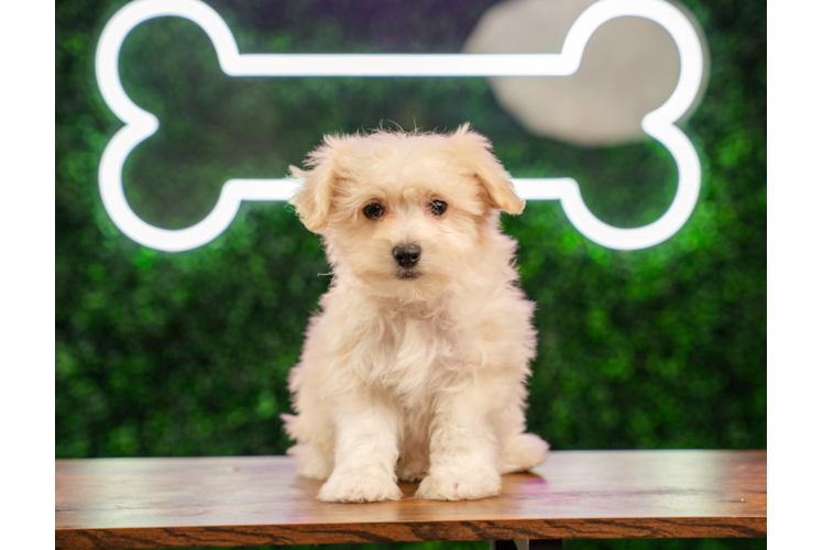 Havachon Puppy for Adoption