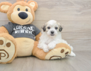 7 week old Havachon Puppy For Sale - Puppy Love PR