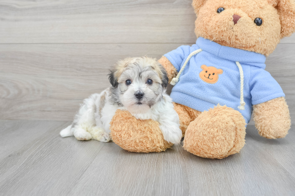 5 week old Havachon Puppy For Sale - Puppy Love PR