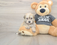 5 week old Havachon Puppy For Sale - Puppy Love PR