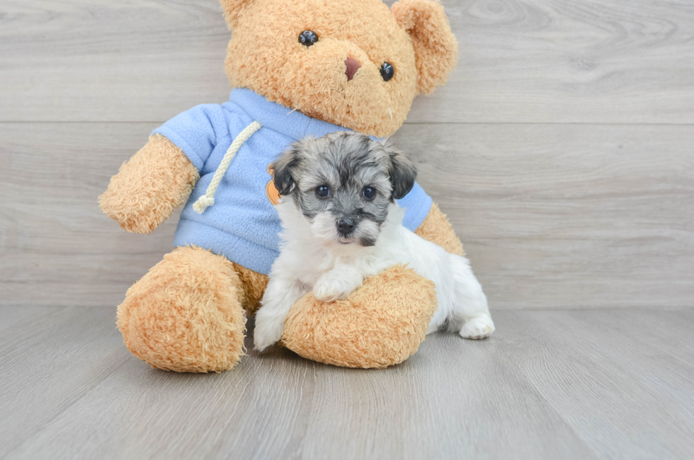 5 week old Havachon Puppy For Sale - Puppy Love PR