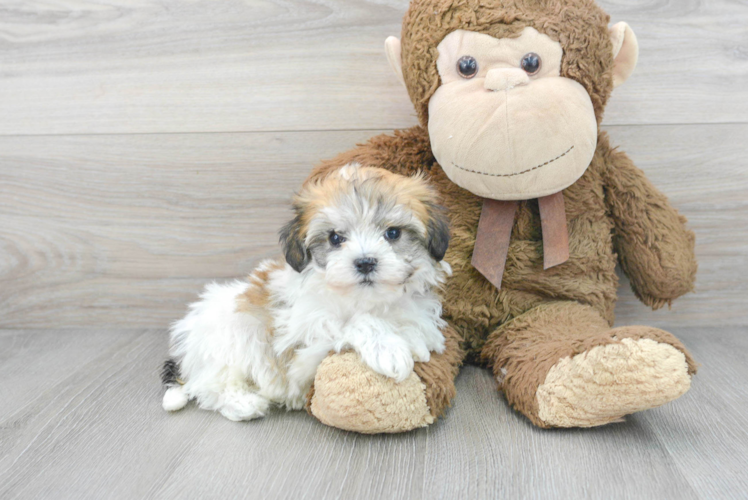 Meet Ramona - our Havachon Puppy Photo 1/3 - Puppy Love PR Best Havachon Baby