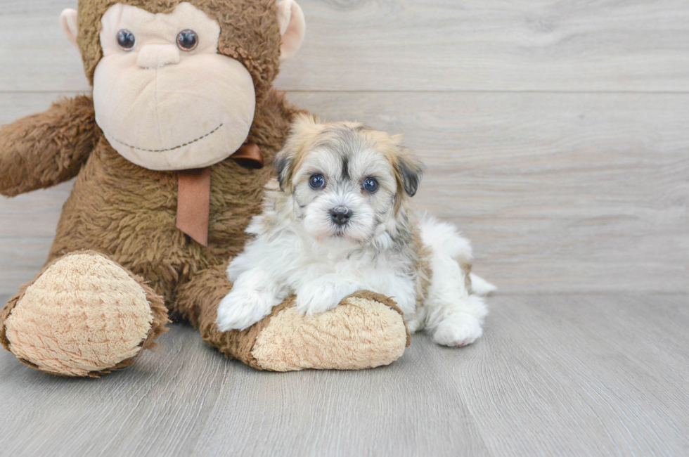 7 week old Havachon Puppy For Sale - Puppy Love PR
