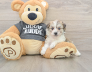 5 week old Havachon Puppy For Sale - Puppy Love PR