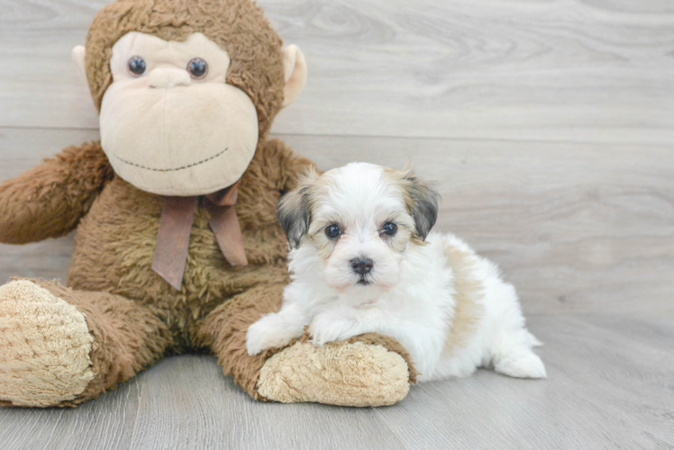 Meet Ricardo - our Havachon Puppy Photo 1/3 - Puppy Love PR Cute Havachon Baby