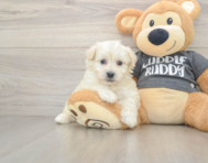 5 week old Havachon Puppy For Sale - Puppy Love PR