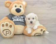 5 week old Havachon Puppy For Sale - Puppy Love PR