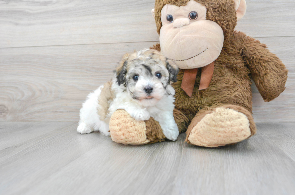 6 week old Havachon Puppy For Sale - Puppy Love PR