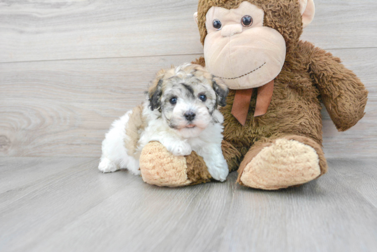 Meet Roberta - our Havachon Puppy Photo 1/3 - Puppy Love PR Best Havachon Baby