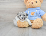 9 week old Havachon Puppy For Sale - Puppy Love PR