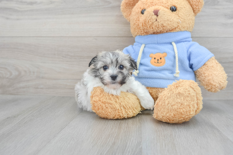 Meet Rodrigo - our Havachon Puppy Photo 1/3 - Puppy Love PR Little Havanese Designer Puppy
