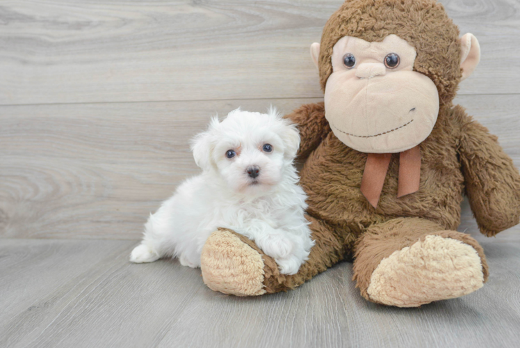Meet Salvatore - our Havachon Puppy Photo 1/3 - Puppy Love PR Havachon Pup Being Cute
