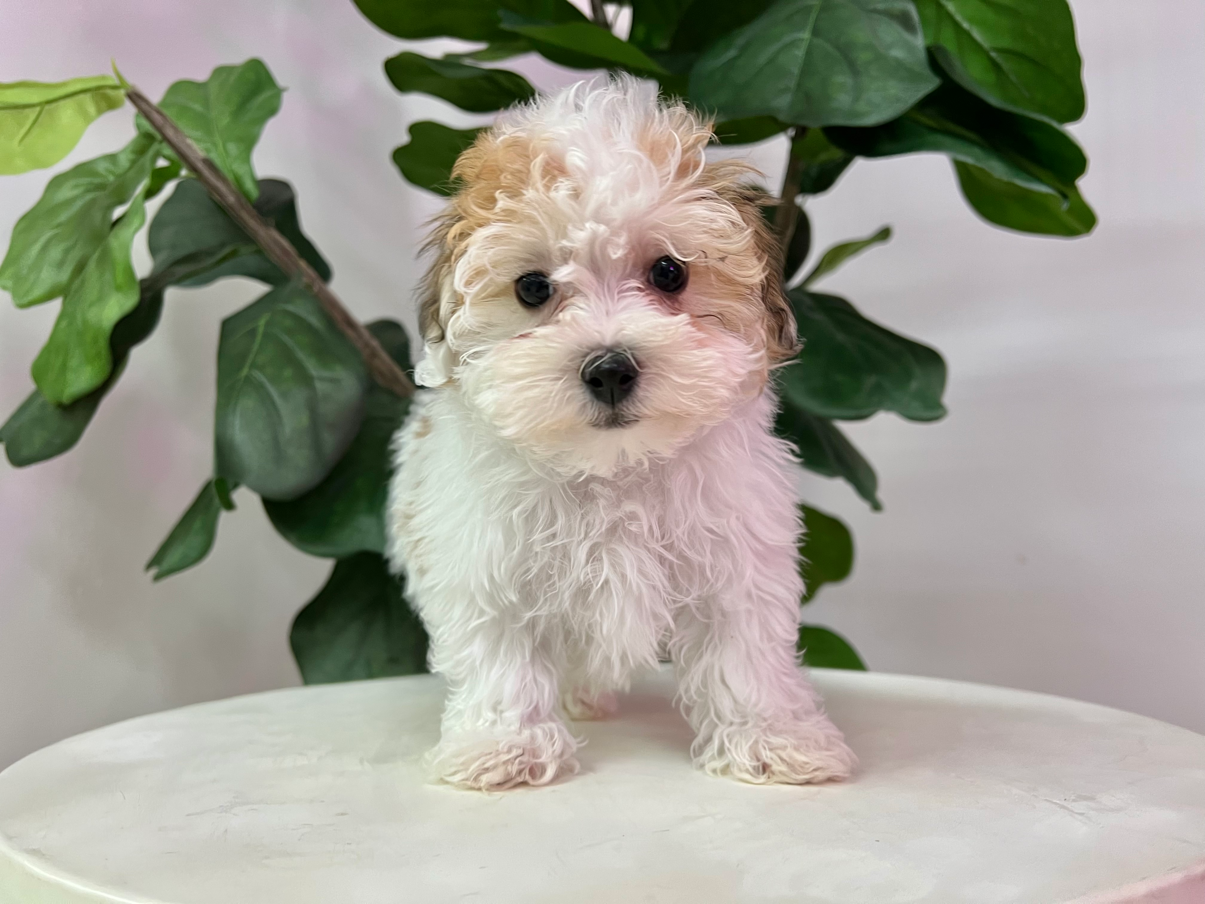 Cute Havachon Designer Pup