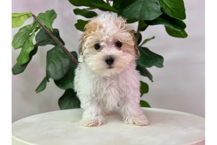 Meet Siesta - our Havachon Puppy Photo 1/4 - Puppy Love PR Cute Havachon Designer Pup