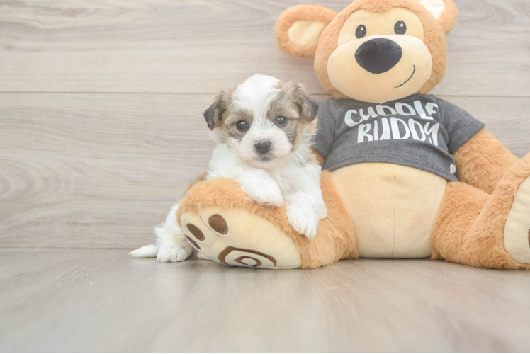Adorable Havashon Designer Puppy