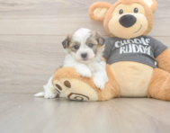5 week old Havachon Puppy For Sale - Puppy Love PR