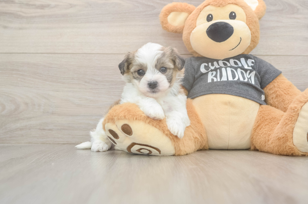 5 week old Havachon Puppy For Sale - Puppy Love PR