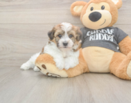 5 week old Havachon Puppy For Sale - Puppy Love PR