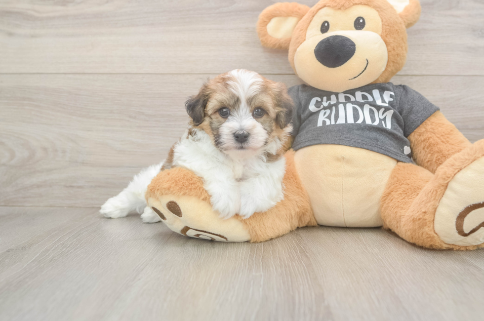 5 week old Havachon Puppy For Sale - Puppy Love PR