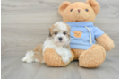 Hypoallergenic Havashon Designer Puppy