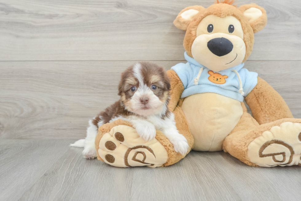 Fluffy Havanese Purebred Puppy