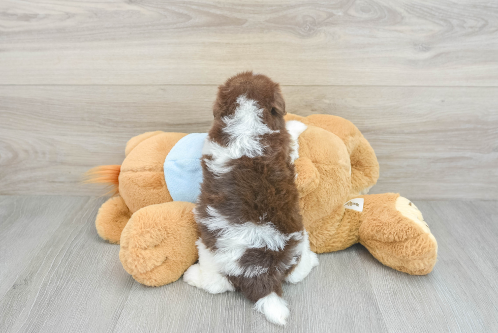 Best Havanese Baby