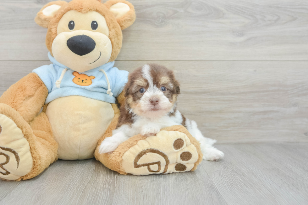 Havanese Pup Being Cute