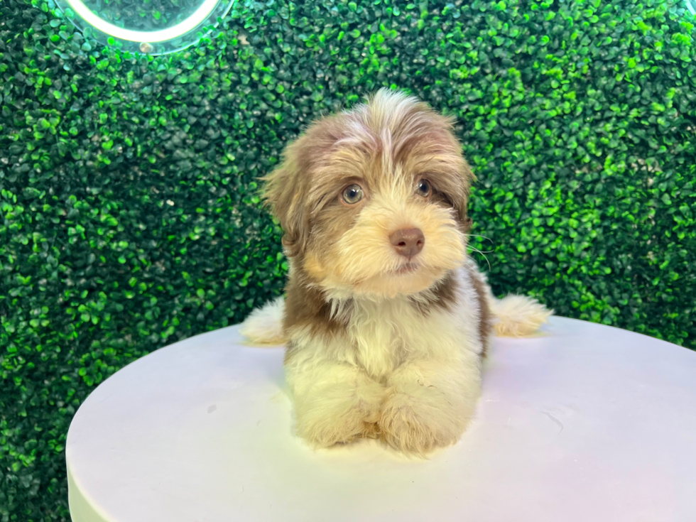 Cute Havanese Baby