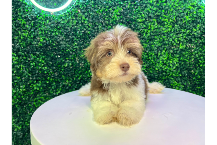 Meet Abraham - our Havanese Puppy Photo 1/4 - Puppy Love PR Cute Havanese Baby