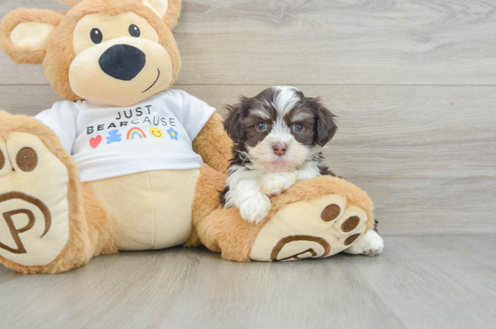 6 week old Havanese Puppy For Sale - Puppy Love PR