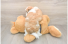 Best Havanese Baby