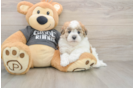 Best Havanese Baby