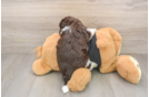 Funny Havanese Purebred Pup